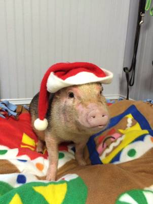 Pebbles the pig is headed home after being burned in a house fire. (Middleburg Humane Society)