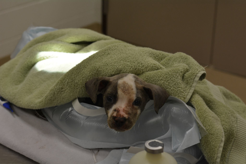 Police in Montgomery County are looking for the person who abandoned a 6-week-old puppy in a Burtonsville parking lot. (Montgomery County)