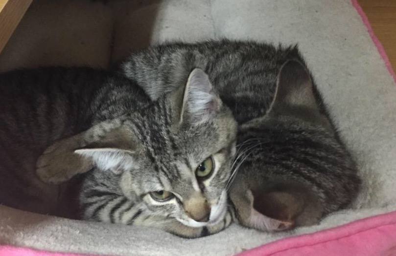Two tabby kittens were stolen from the Columbia Heights Petco late Monday morning. (Last Chance Animal Rescue)