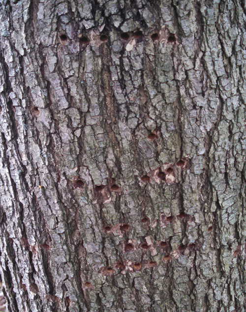 These distinctive holes, lined up in neat rows, are the work of a yellow bellied sap sucker, a type of woodpecker. The birds can damage a tree. (Courtesy Don Scarafile)