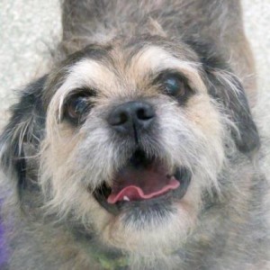 Scruffy is a Brussells Griffon mix available for adoption at WARL. 