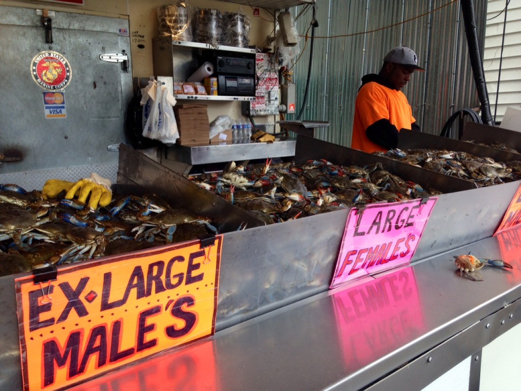 Local crabs are still on the small side but buyers are happy to hear the population is rebounding.  (WTOP/Megan Cloherty)