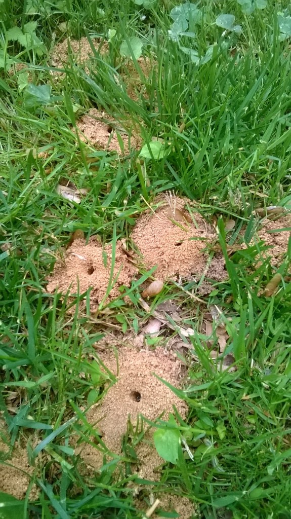 Joe DiFrancisco of Rockville found these small, anthill-like mounds in the grass near his driveway. (Courtesy Joe DiFrancisco)