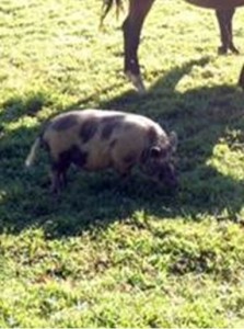 leesburg pigs