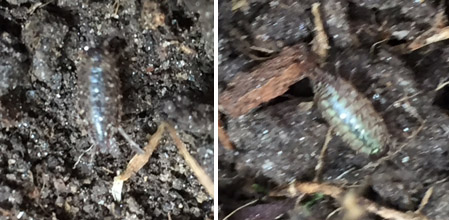Leslie in Silver Spring tells WTOP Garden Editor Mike McGrath that these pests are destroying her lawn. More investigation is needed to determine what kind of insect they are. (Courtesy Leslie Bloom)