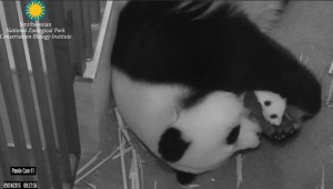 The panda cub at the National Zoo has been named Bei Bei. (Courtesy National Zoo)