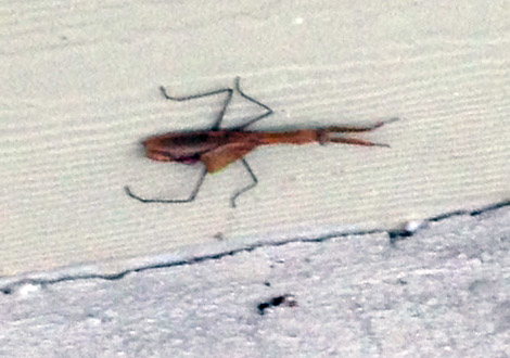 Yolanda Bell of Manassas, Virginia, found this praying mantis outside her home. (Courtesy Yolanda Bell)