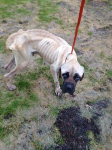 The Humane Society of the United States is offering a reward of up to $5,000 for information leading to the identification, arrest and conviction of the person or persons responsible for starving a Mastiff, named Violet, in Prince George’s County, Maryland. (Courtesy of Prince George's County Animal Management Division)