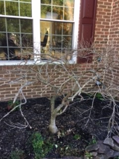 Brian's cat probably didn't kill his Japanese maple, Mike McGrath says, but you still don't want them in your garden bed. He explains how to keep them out. (Photo courtesy Brian Keesee)