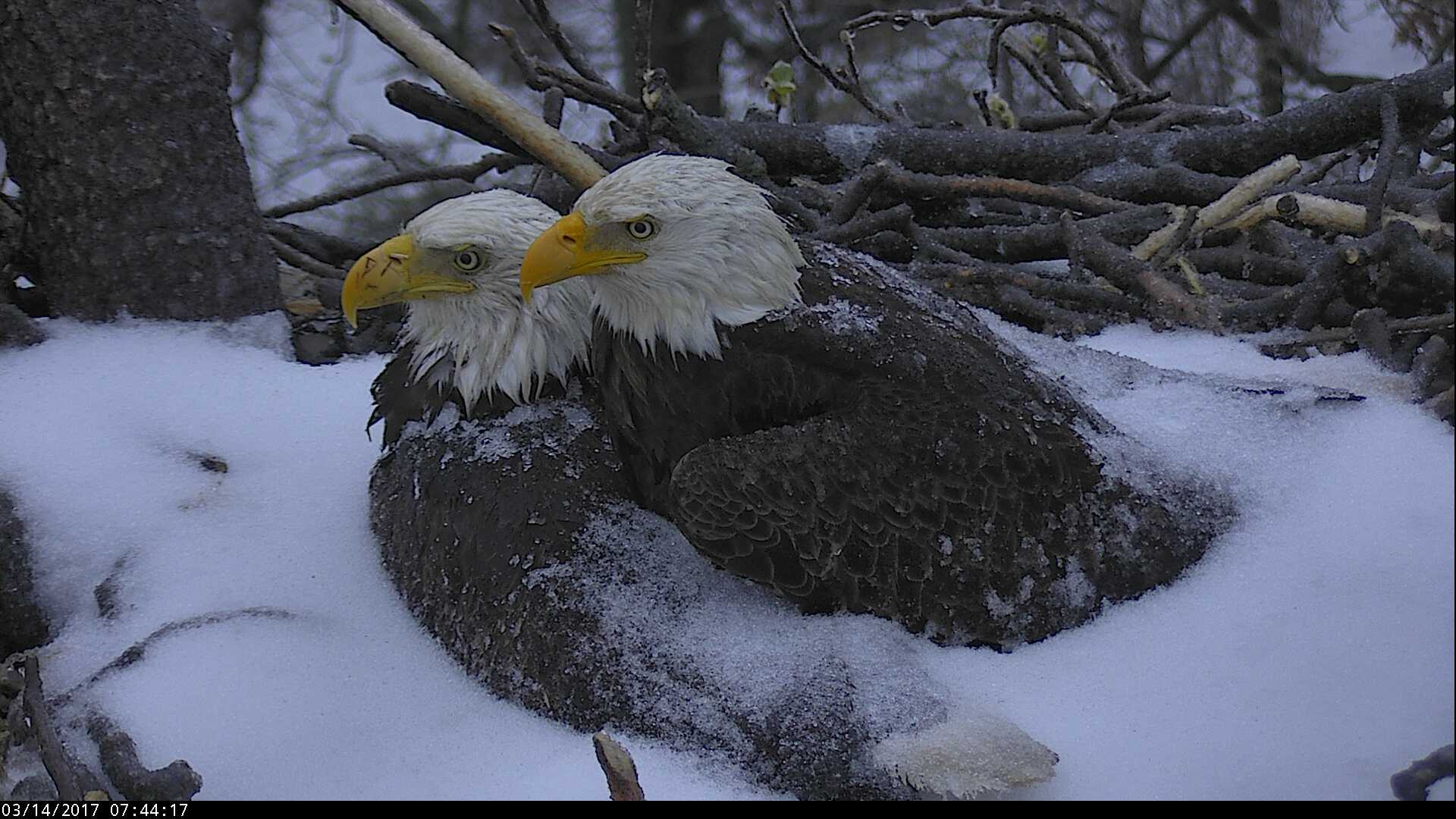 Heartwarming Dc Bald Eagle Pair Shelters Eggs From Storm Wtop 5536