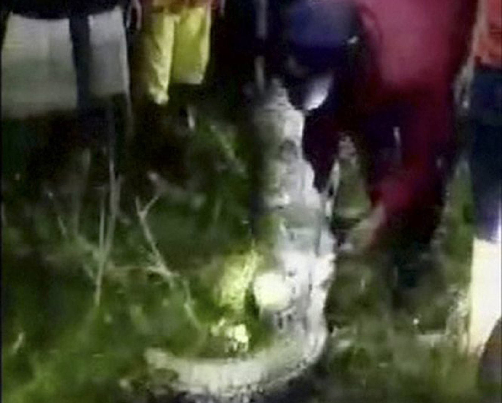Indonesia Man Swallowed By Python Villagers And Reports Say Wtop News