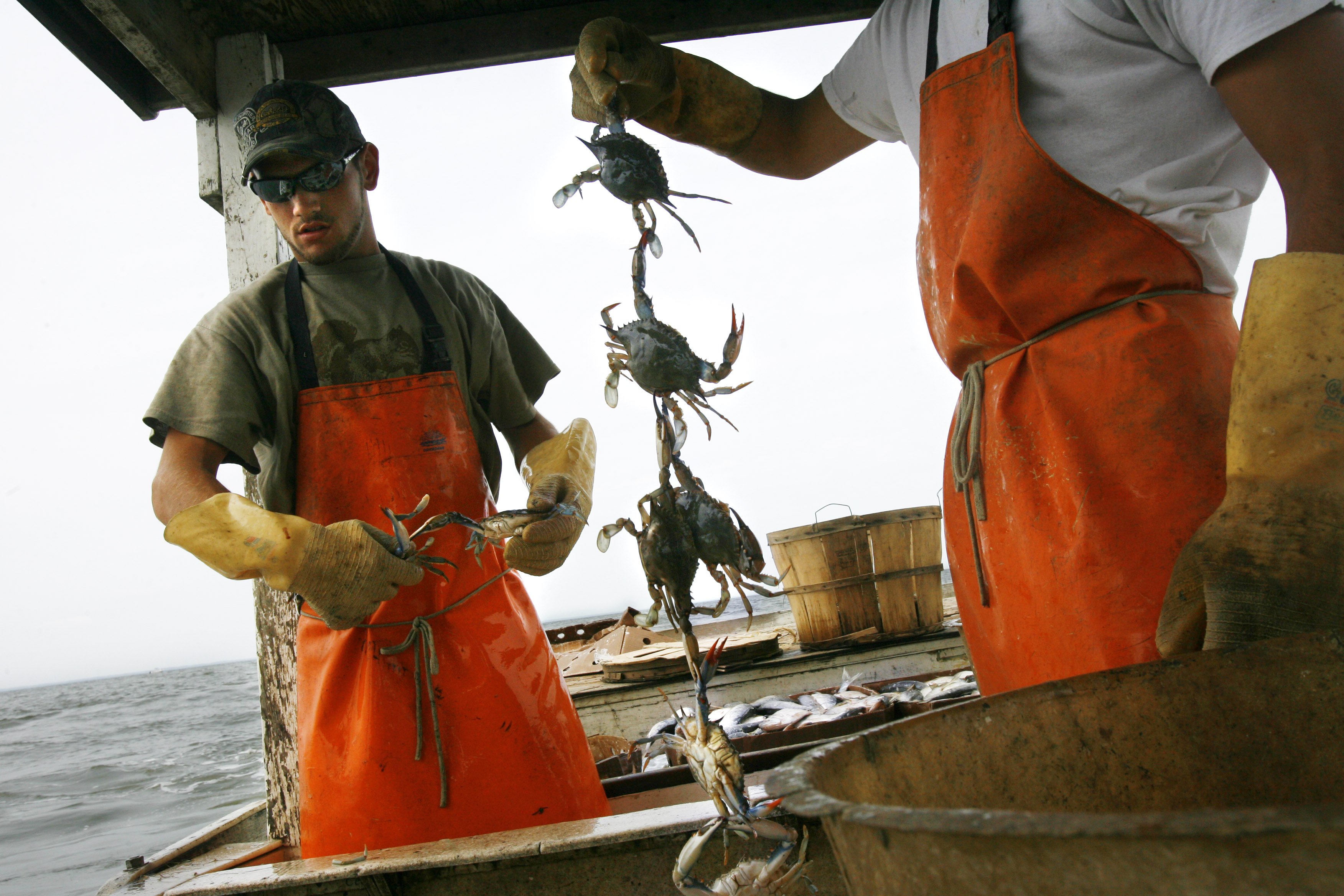 Crabbing season kicks off in Chesapeake Bay WTOP