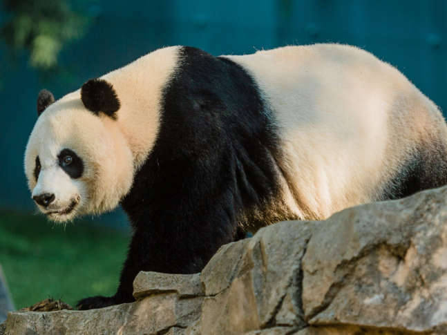 Giant Panda Mei Xiang Is Not Pregnant