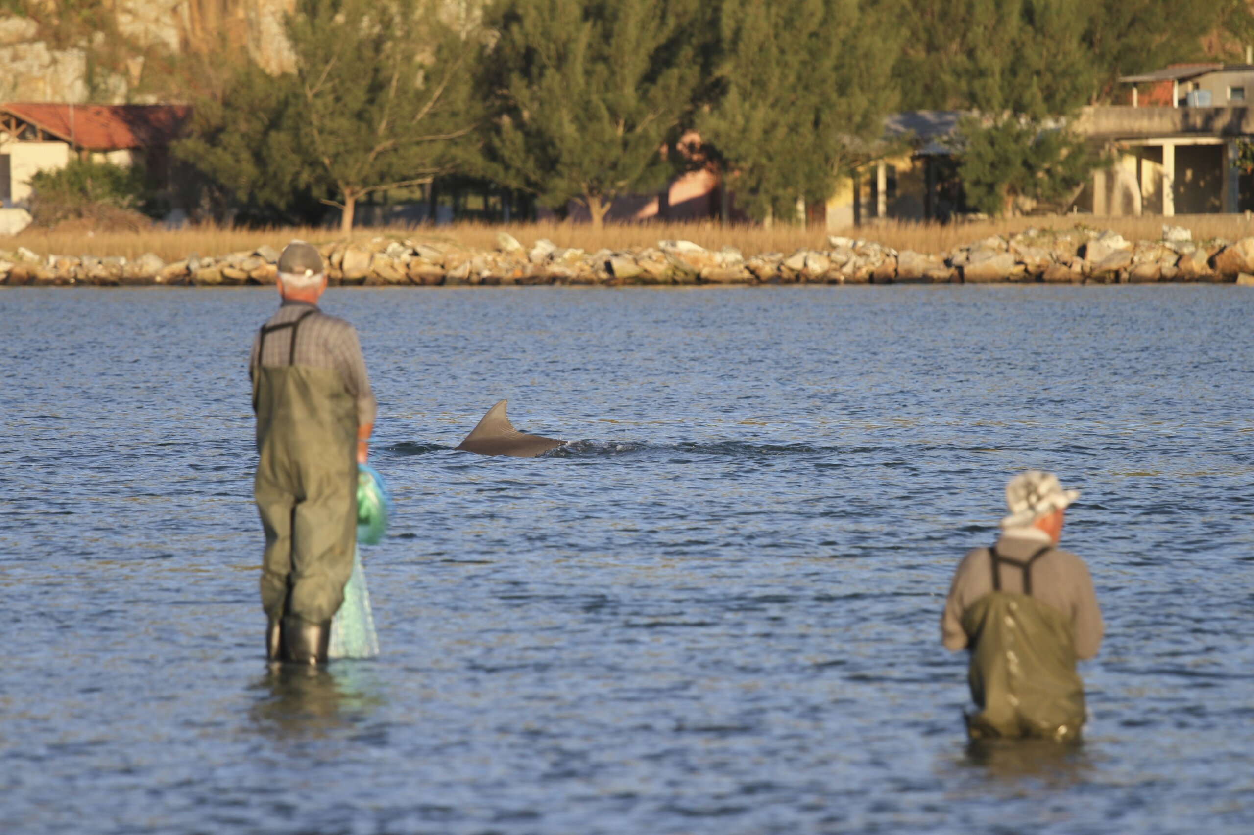 Dolphins Humans Both Benefit From Fishing Collaboration Wtop News