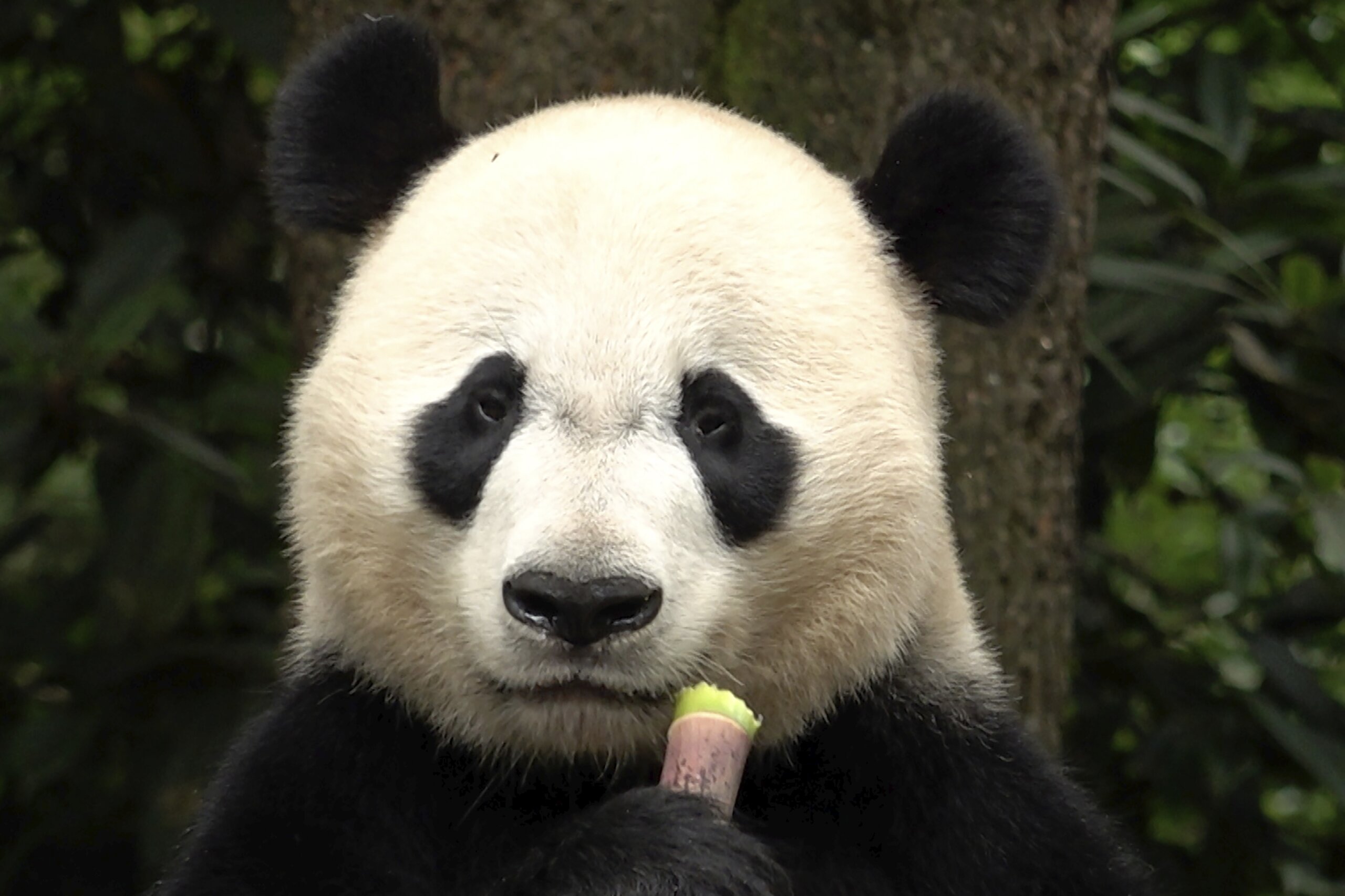 The Winner In Chinas Panda Diplomacy The Pandas Themselves WTOP News