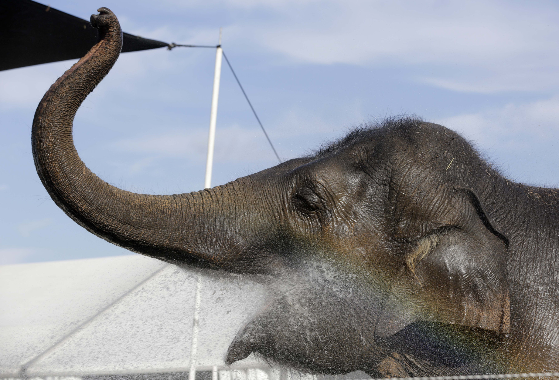 An elephant gets a bath outside of a tent where they are housed during a media preview of the Ringling Brothers and Barnum &amp; Bailey Circus, Friday, Jan. 9, 2015, in Miami. The circus runs from Jan 9-20 at American Airlines Arena in Miami. (AP Photo/Lynne Sladky)