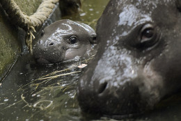 A new born pygmy hippopotamus swims beside its mother at the zoo in Duisburg, Germany, Friday, Feb. 20, 2015. (AP Photo/Martin Meissner)