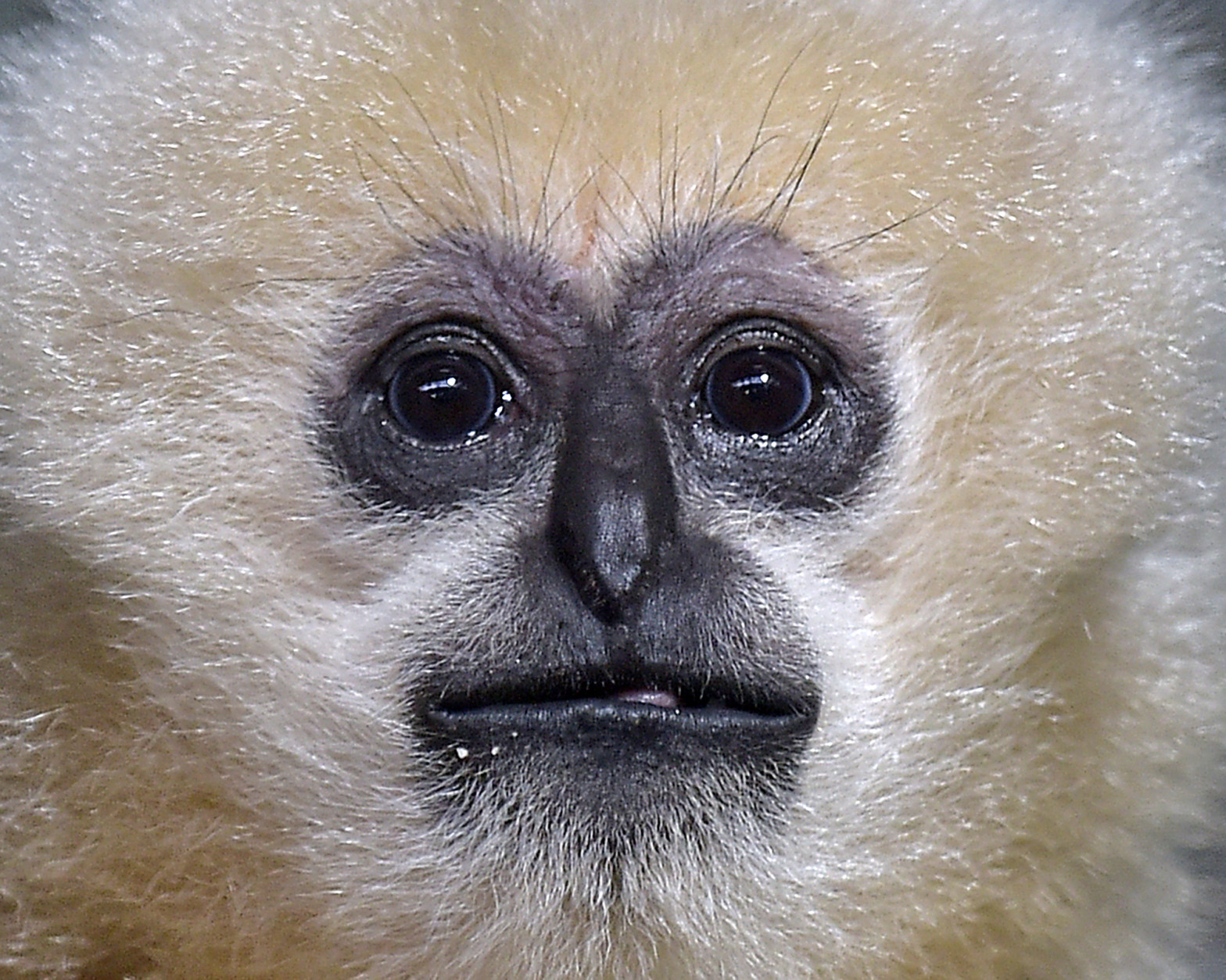 A white-cheeked gibbon watches the photographer at the zoo in Duisburg, Germany, Friday, Feb. 20, 2015. (AP Photo/Martin Meissner)