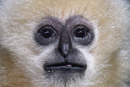 A white-cheeked gibbon watches the photographer at the zoo in Duisburg, Germany, Friday, Feb. 20, 2015. (AP Photo/Martin Meissner)