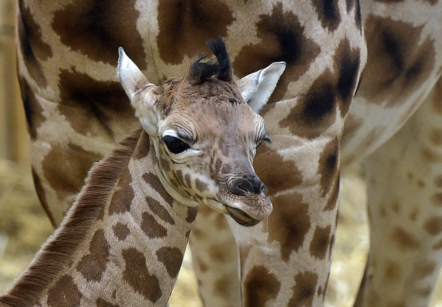 A little baby giraffe, born last Thursday, watches in front of its mother at the zoo in Gelsenkirchen, Germany, Tuesday, Jan. 6, 2015. (AP Photo/Martin Meissner)
