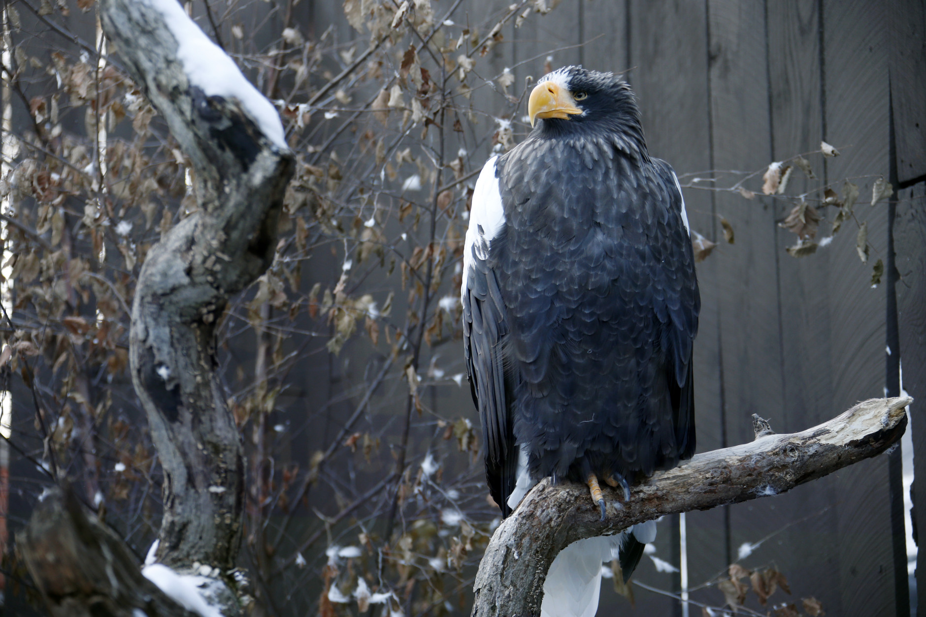 A Steller's Sea-Eagle, also known as a Pacific or While-shouldered Eagle, sits on a branch in an exhibit at the National Aviary of Pittsburgh in Pittsburgh, Thursday, Jan. 8, 2015. (AP Photo/Gene J. Puskar)