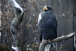 A Steller's Sea-Eagle, also known as a Pacific or While-shouldered Eagle, sits on a branch in an exhibit at the National Aviary of Pittsburgh in Pittsburgh, Thursday, Jan. 8, 2015. (AP Photo/Gene J. Puskar)