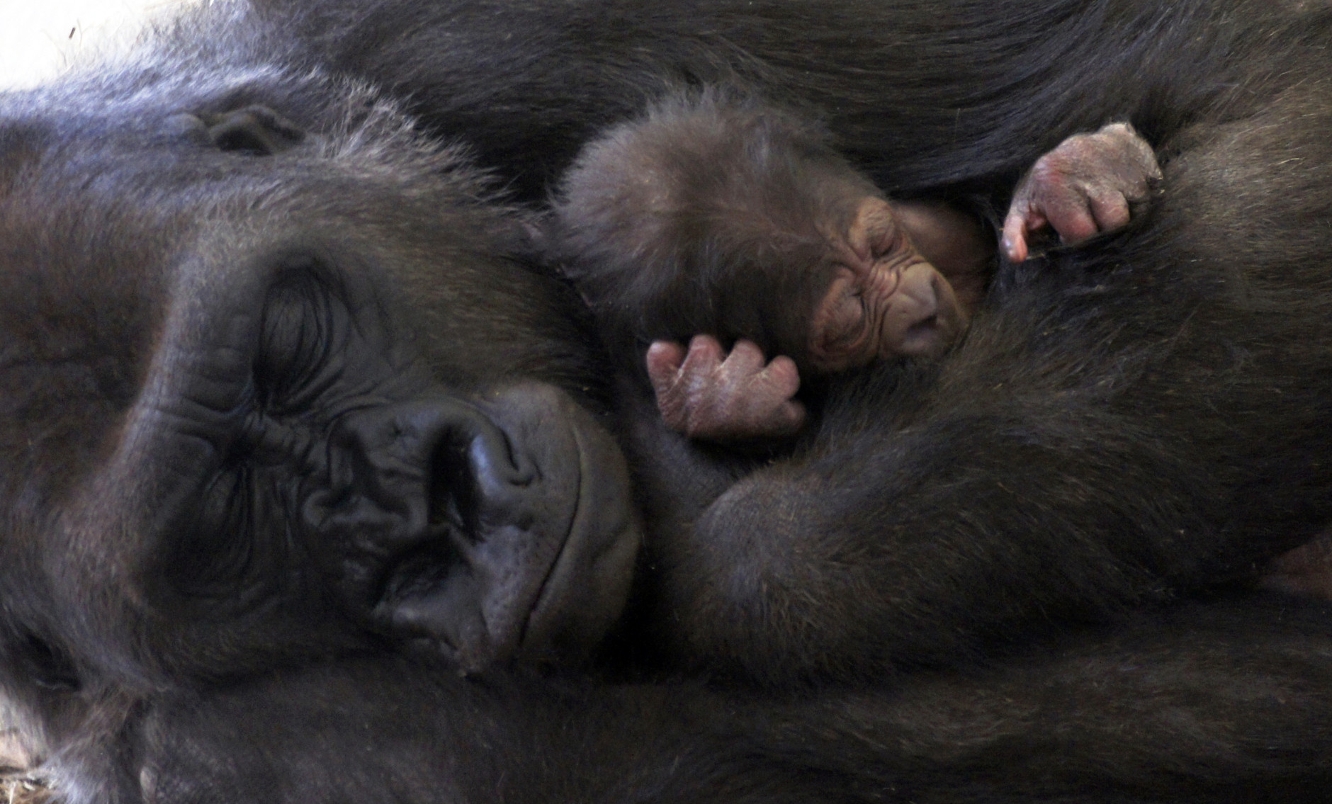 In this Feb. 23, 2015 photo provided by the Como Zoo, Dara, a western lowland gorilla, rests with her new female gorilla at the Como Zoo in St. Paul, Minn. The new baby is named Arlene and was born at about five pounds on Feb. 22. (AP Photo/Como Zoo)