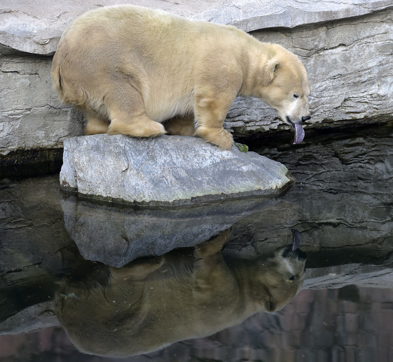 Little handicapped female polar bear Antonia shows a blue tongue t on a cold day at the zoo in Gelsenkirchen, Germany, Tuesday, Jan. 6, 2015. The oldest bear in the zoo is 25 years old, but due to s dwarfism, it  measures only 1.35 meter compared to 2.20 meter of her fellows. (AP Photo/Martin Meissner)