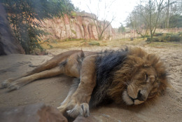A lion takes a nap on a cold day on a heated sleeping place at the zoo in Gelsenkirchen, Germany, Tuesday, Jan. 6, 2015. (AP Photo/Martin Meissner)