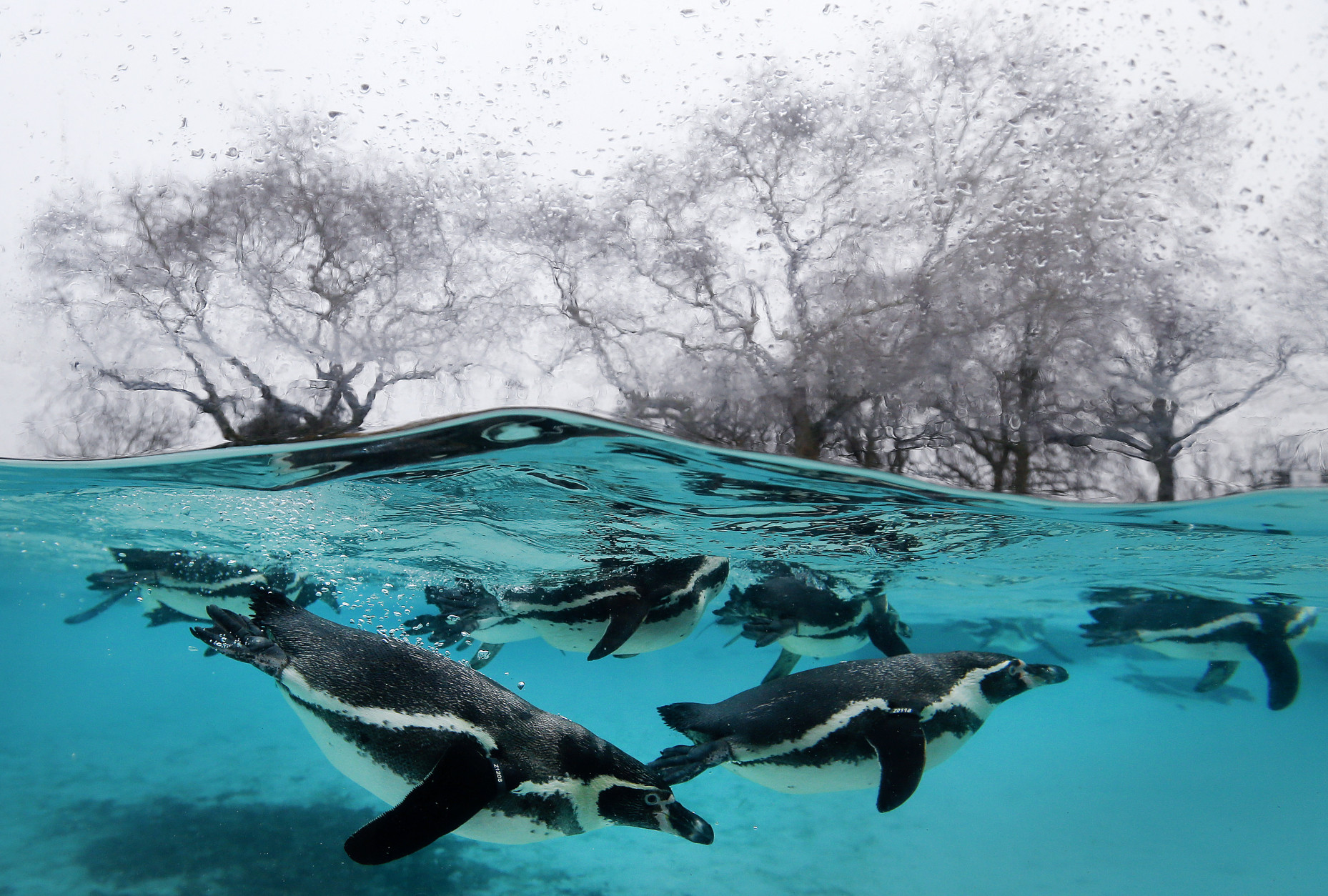 Penguins swim in their pool during the annual stock take at London Zoo, Monday, Jan. 5, 2015. Caring for more than 750 different species, London Zoo keepers started the New Year with the task of counting every single animal. With three Sumatran tiger cubs adding vital numbers to the European conservation breeding programme, the birth of six critically-endangered Philippine crocodiles and the arrival of nine Humboldt penguin chicks, all of the new additions will be added to the records. (AP Photo/Kirsty Wigglesworth)