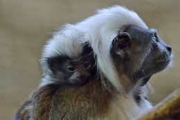 A new-born cotton-top tamarin sits on the shoulder of its mother at the zoo in Duisburg, Germany, Friday, Feb. 20, 2015. (AP Photo/Martin Meissner)