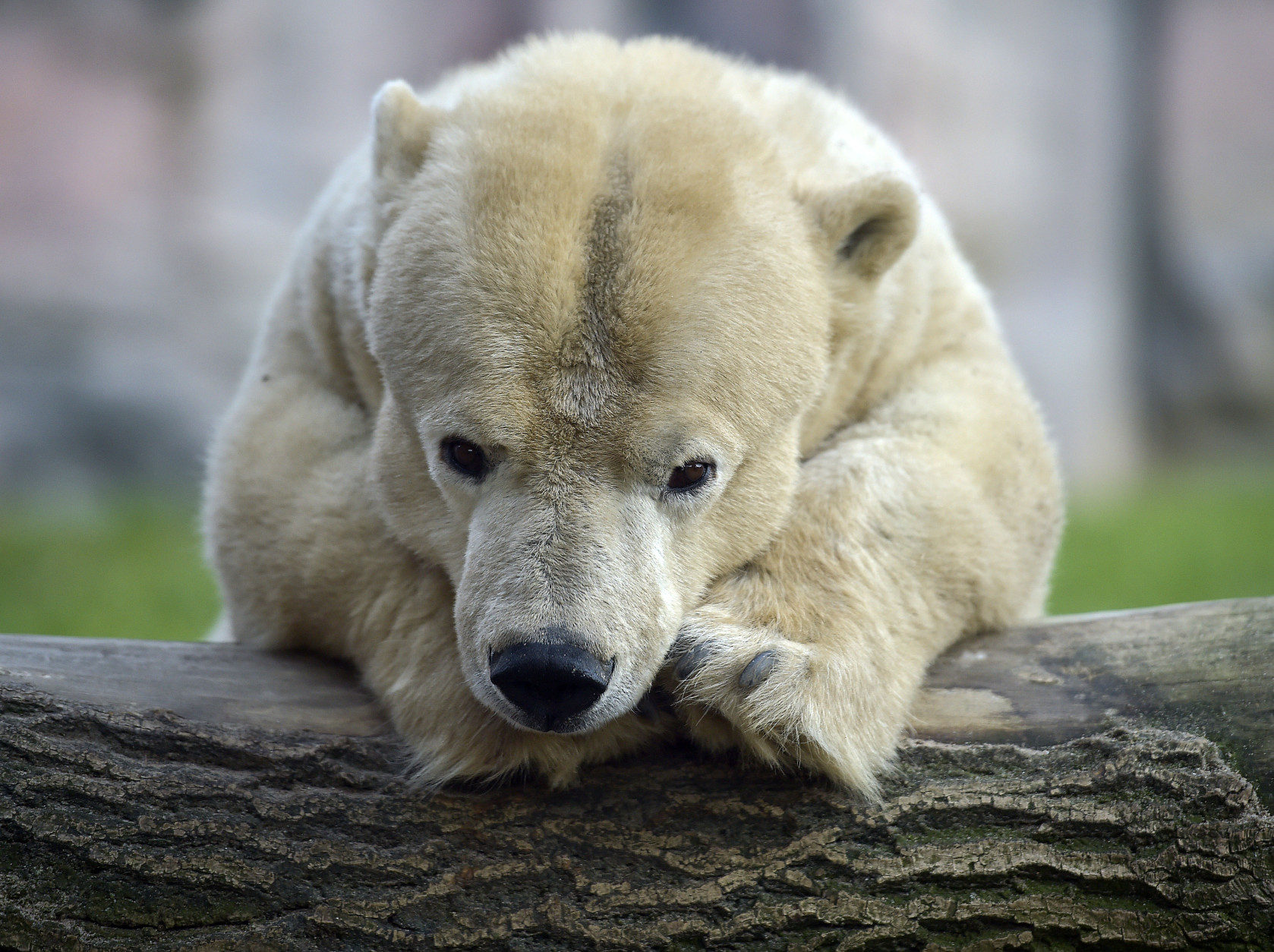 Little handicapped  female polar bear Antonia rests on a trunk on a cold day at the zoo in Gelsenkirchen, Germany, Tuesday, Jan. 6, 2015. The oldest bear in the zoo is 25 years old, but due to her dwarfism,  it  measures only 1.35 meters compared to 2.20 meter of her fellows. (AP Photo/Martin Meissner)