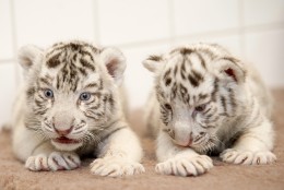 White Bengal tiger cubs are pictured in the Xantus Janos Zoo of Gyor, 120 kms west of Budapest, Hungary, Thursday, Feb. 19, 2015. The two cubs were born on Jan. 19, but their mother did not care for them, so the zoo keepers have to feed and raise them. (AP Photo/MTI, Csaba Krizsan)