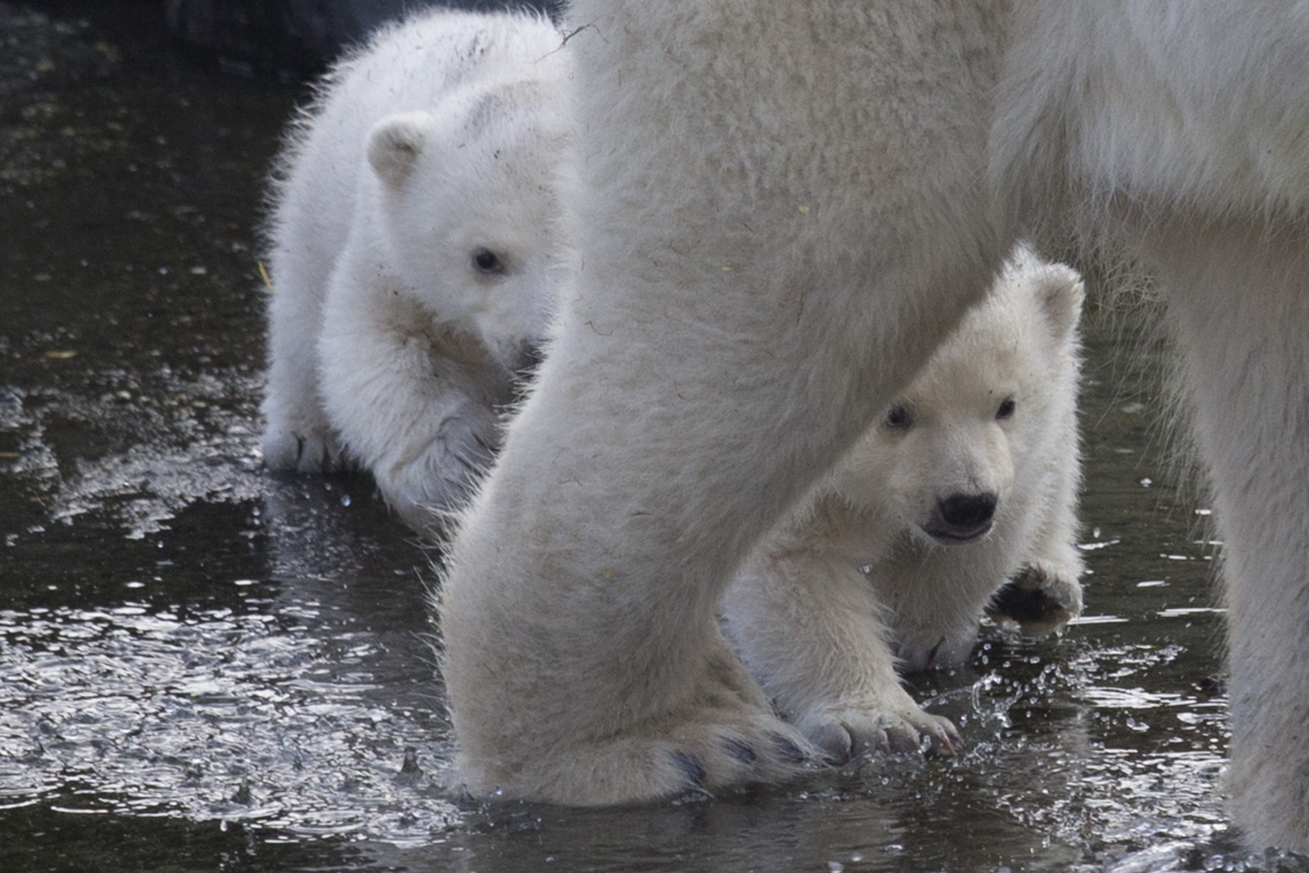 Two polar bear cubs follow their mother as they venture outside their enclosure for the first time since they were born at Ouwehands Zoo in Rhenen, Netherlands, Thursday, Feb. 19, 2015. Three cubs were born Nov. 22, 2014 but one of the triplets died soon after birth, the cub's mother and grandmother live at the zoo, their father now lives at the Yorkshire Wildlife Park in England. (AP Photo/Peter Dejong)