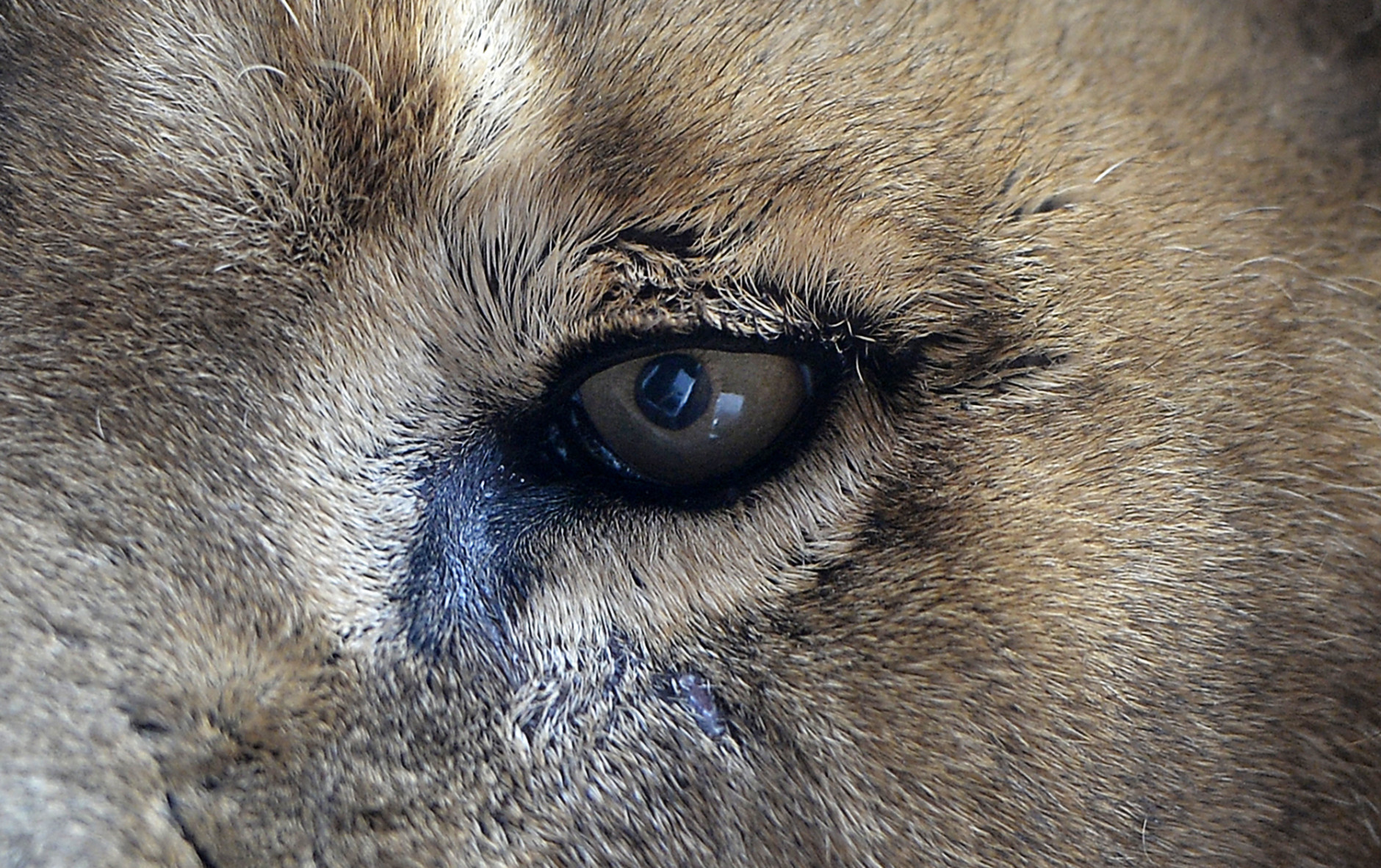 The eye of a lion photographed  at the zoo in Gelsenkirchen, Germany, Tuesday, Jan. 6, 2015. (AP Photo/Martin Meissner)