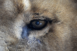 The eye of a lion photographed  at the zoo in Gelsenkirchen, Germany, Tuesday, Jan. 6, 2015. (AP Photo/Martin Meissner)