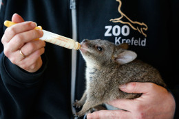 Male baby Kangaroo Norman gets milk from its substitute mother and zookeeper Yvonne Wicht at the Zoo in Krefeld, Germany, Friday, Feb. 6, 2015. Norman was born in September and was expulsed by it's biological mother so that zoo keeper Wicht jumped into that role. The resettlement into it's family is planned for spring. (AP Photo/Frank Augstein)