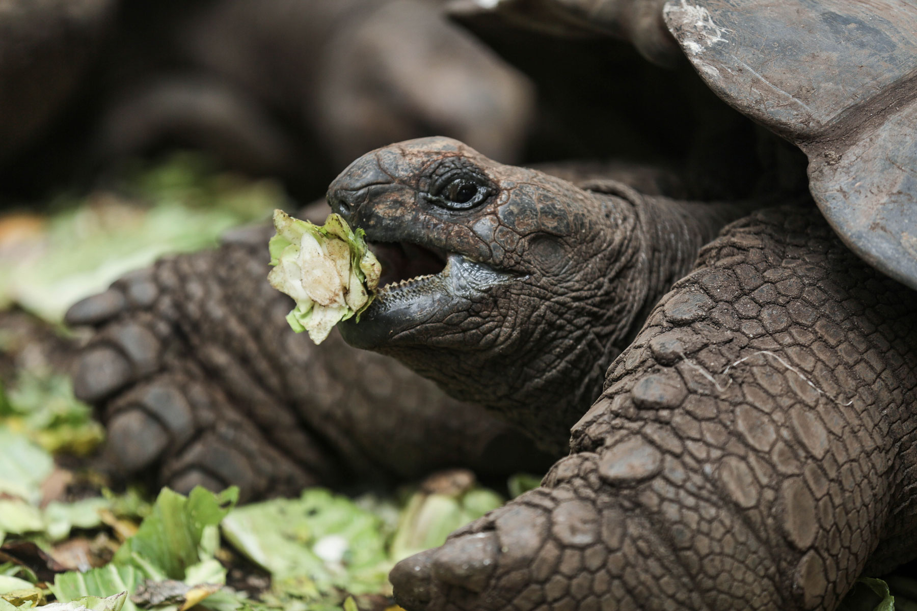 An Aldabra giant tortoise feeds on vegetables at a conservation compound on Changuu Island, northwest of Zanzibar, Tanzania, on Wednesday, Jan. 21, 2015. The endangered species, some of which live longer than 100 years old, continues to be brought to the island for protection from theft and better breeding. (AP Photo/Mosa'ab Elshamy)