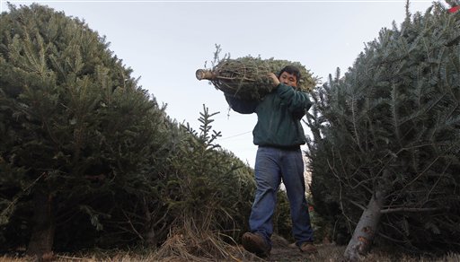 The real secret to keeping your Christmas tree fresh