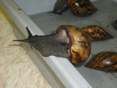 Invasion of the giant land snails