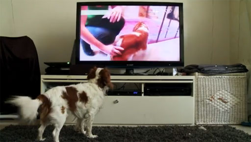 Redefining ‘a dog’s life’ with canine-centered TV