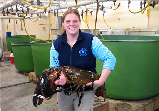 Lobsters may be the fountain of youth