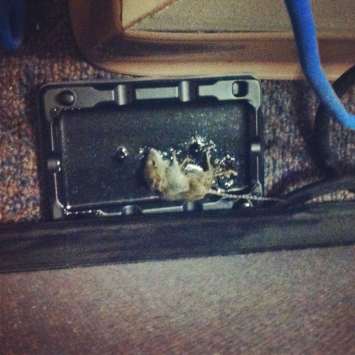 Mice take over Montgomery County office buildings
