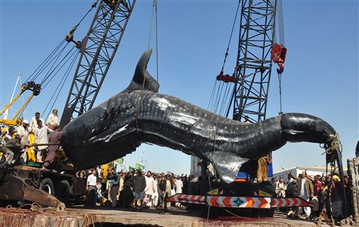 Giant whale shark brought ashore in Pakistan