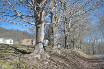 maple collector (WTOP/Colleen Kelleher)