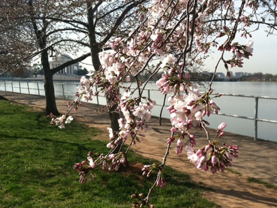 Still chance at tickets to sold out Cherry Blossom opening ceremony