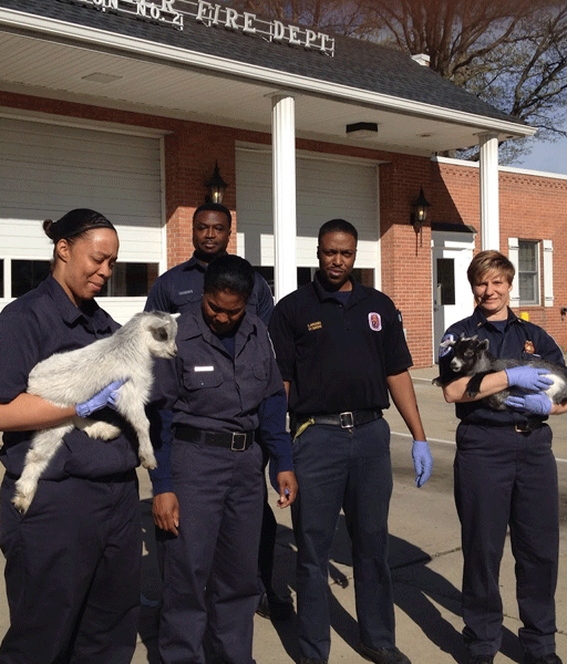Pygmy goats rescued from traffic in Upper Marlboro