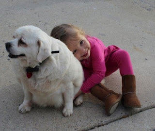 Morbidly obese dog embarks on weight loss challenge