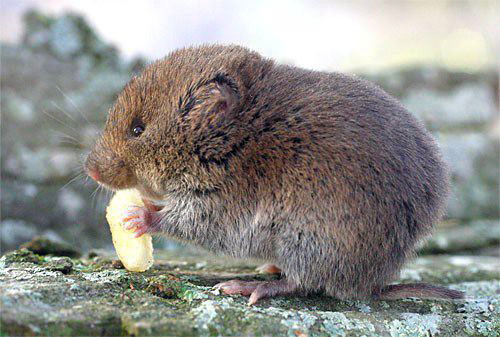 Moles? Voles? Let’s call the whole thing off…