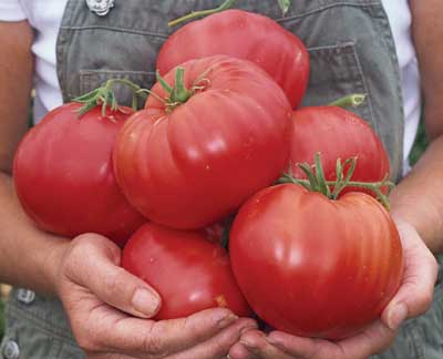 Garden Plot: Timing your tomatoes – and other tomato tips